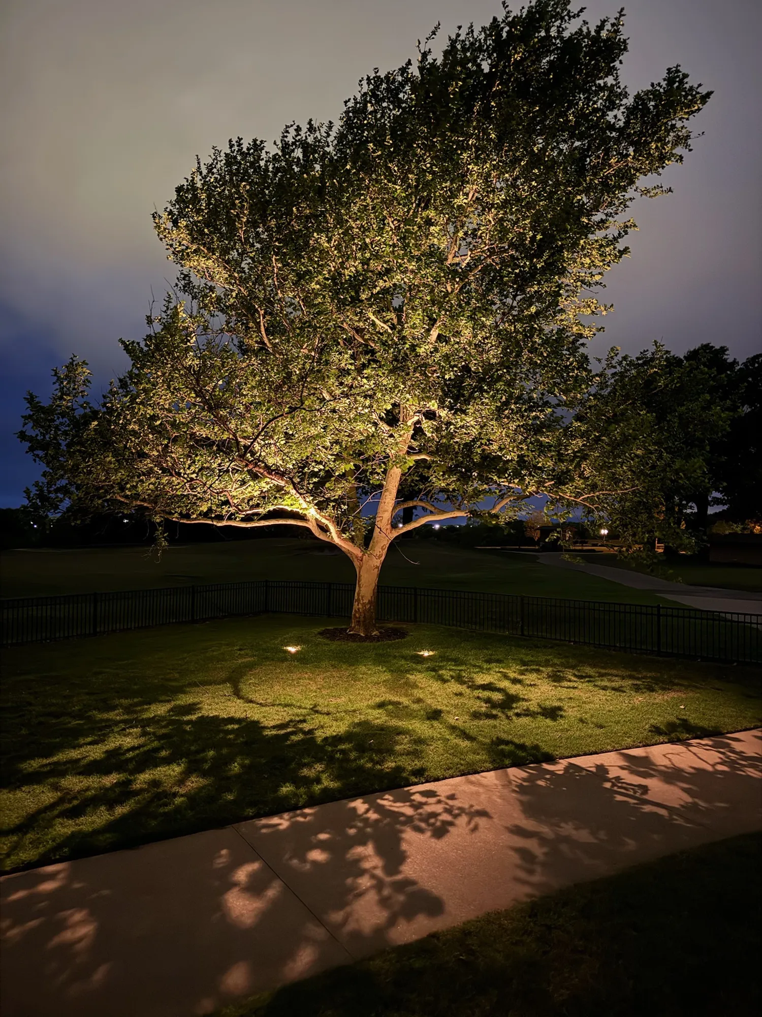 Oak lit against the dusk sky. Landscape Lighting by LIT Outdoor Lighting in Tulsa.
