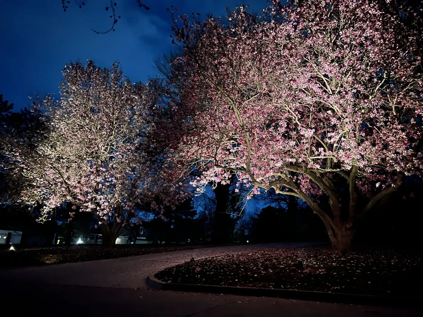 Spring blossom picked out from below. Landscape Lighting by LIT Outdoor Lighting in Tulsa.