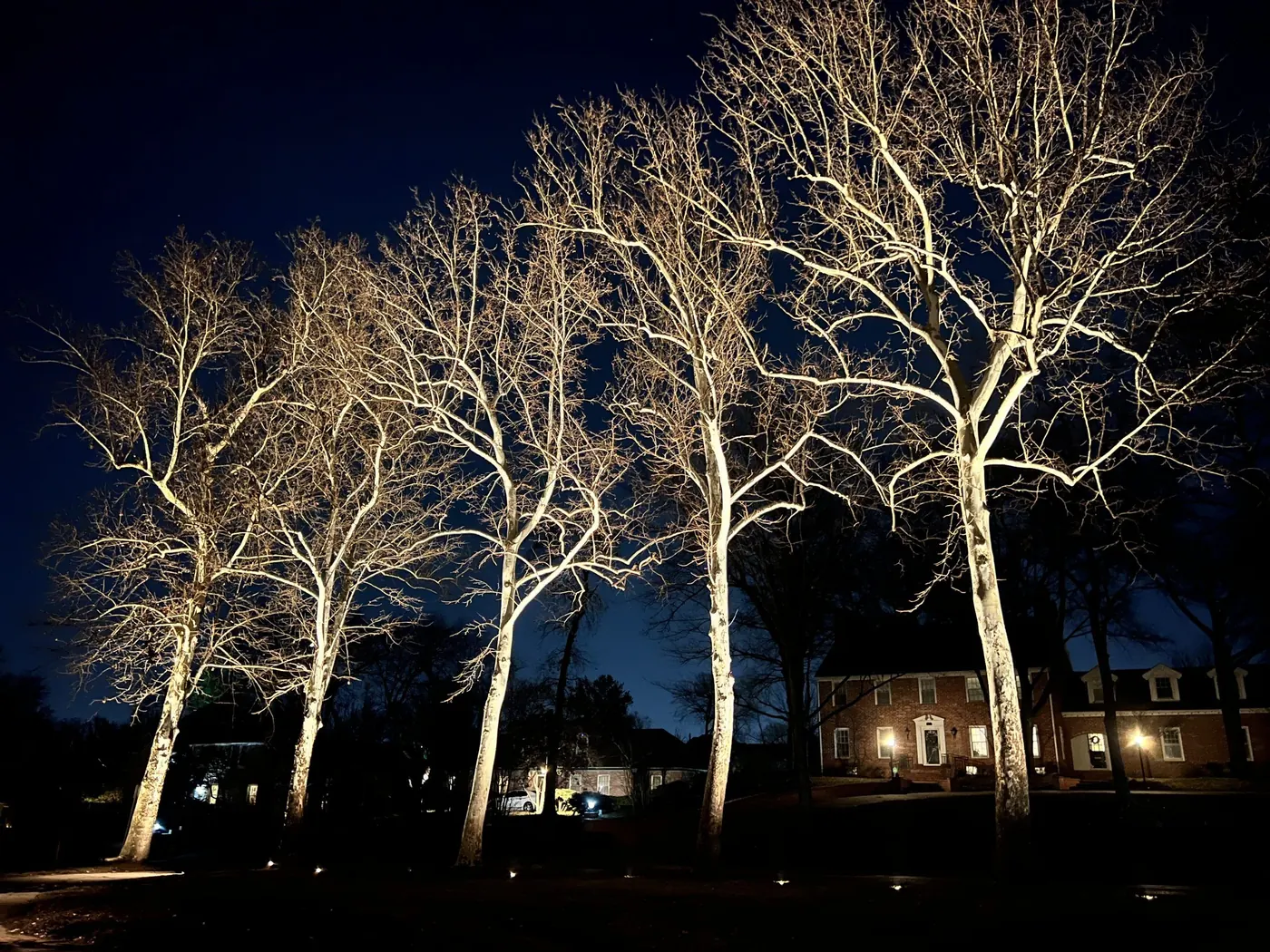 A row of sycamores lit from the base. Landscape Lighting by LIT Outdoor Lighting in Tulsa.