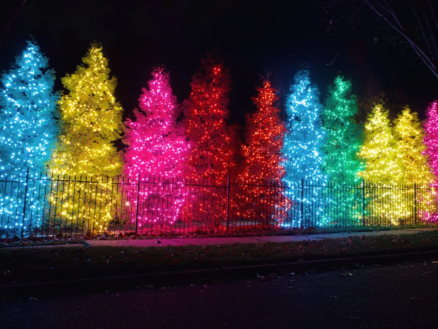 A line of evergreens in full colour. Christmas Lighting by LIT Outdoor Lighting in Tulsa.