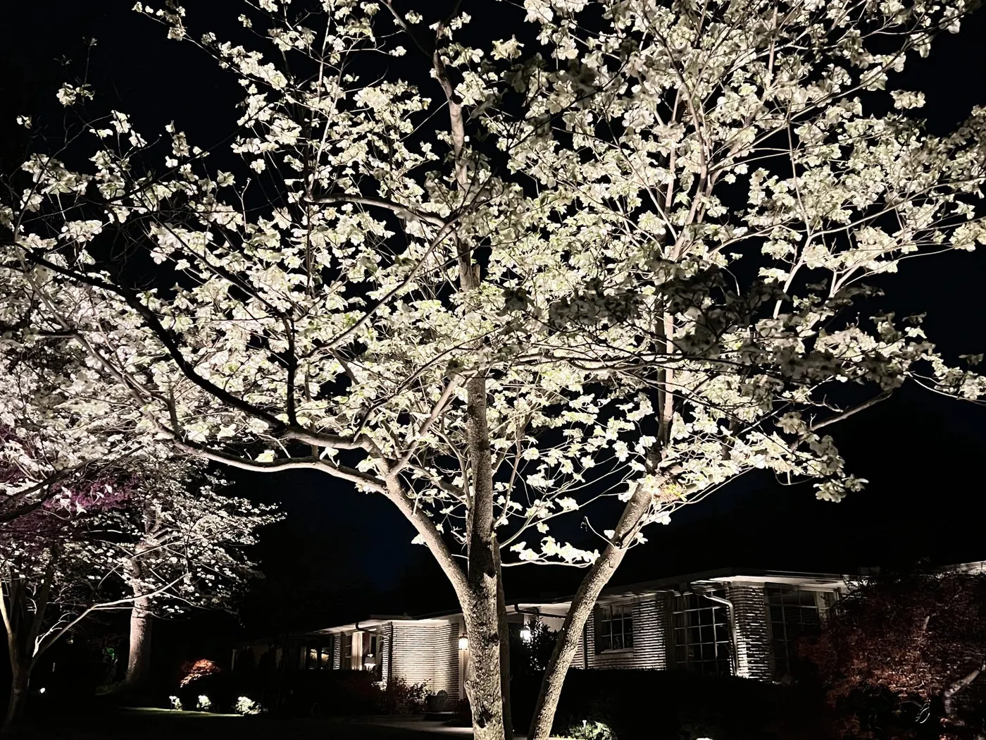 White blossom against a black sky. Landscape Lighting by LIT Outdoor Lighting in Tulsa.