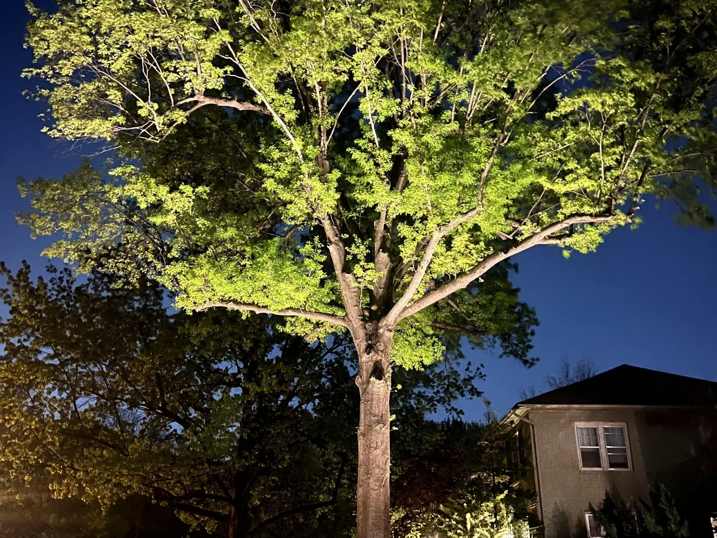 An old oak lit through the canopy. Landscape Lighting by LIT Outdoor Lighting in Tulsa.
